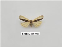 藏品(雙分苔蛾)的圖片